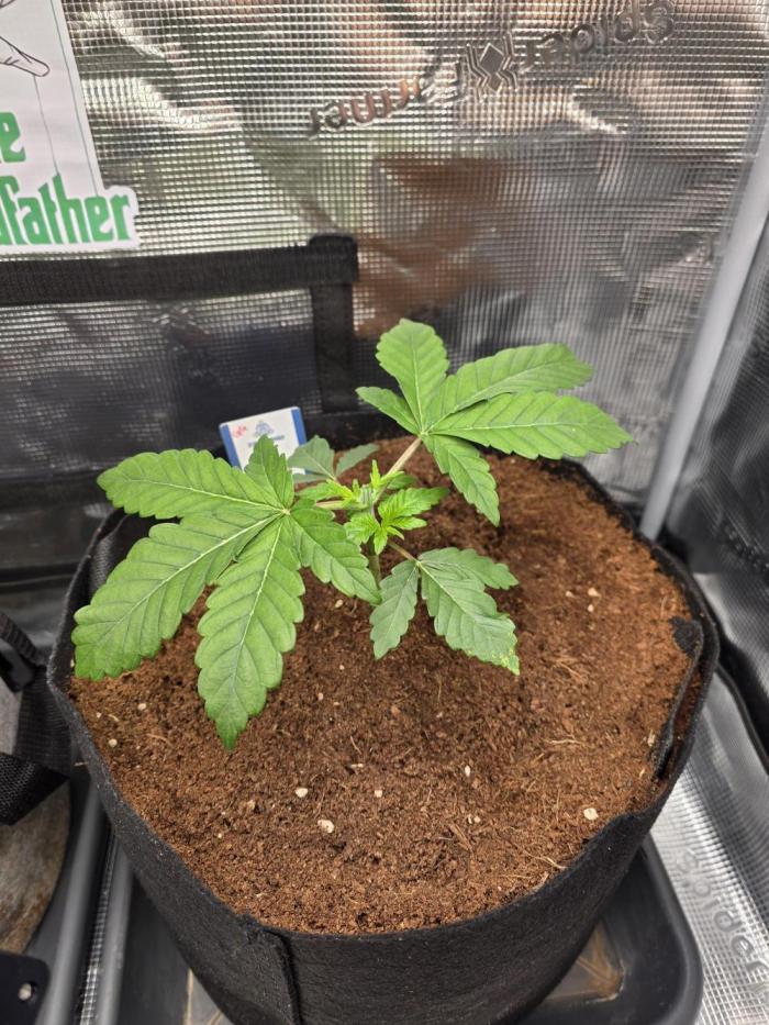 Straw Limez 🍓🍋‍. Week 4