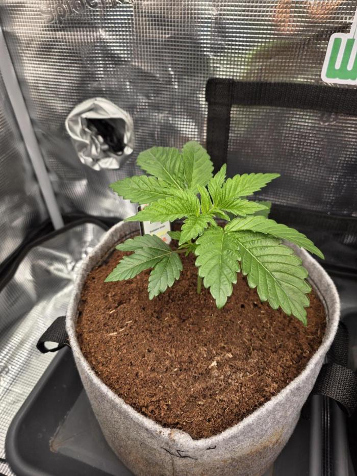 🐝🍯 Nectar Drip  #573. Week 4