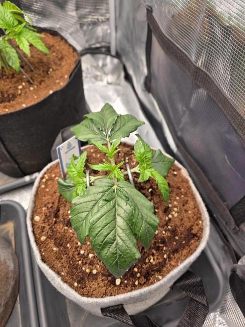 Omakase 🍣. Week 5