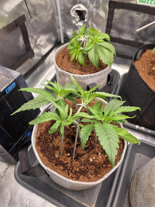 White Truffle 🍄‍. Week 5