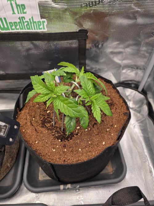 Straw Limez 🍓🍋‍. Week 5