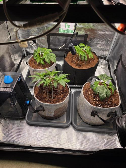 Straw Limez 🍓🍋‍. Week 5