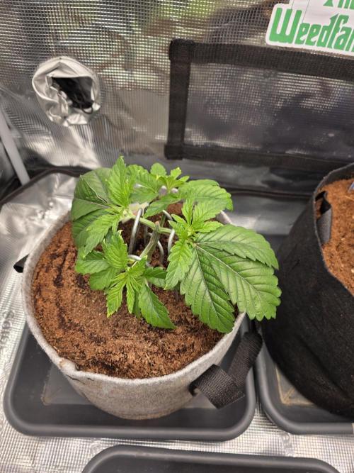 🐝🍯 Nectar Drip  #573. Week 5