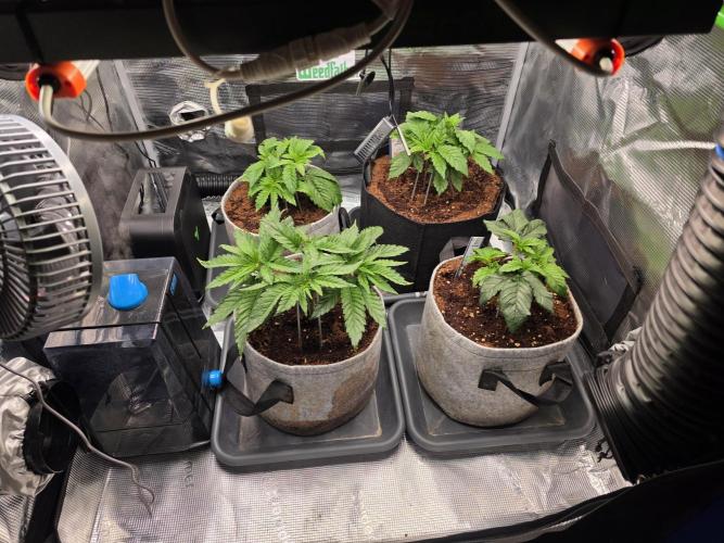 🐝🍯 Nectar Drip  #573. Week 5