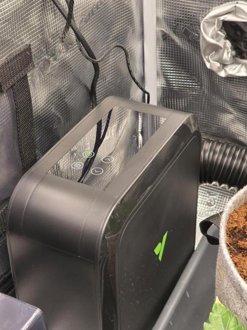 🐝🍯 Nectar Drip  #573. Week 5