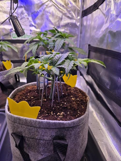 Omakase 🍣. Week 6