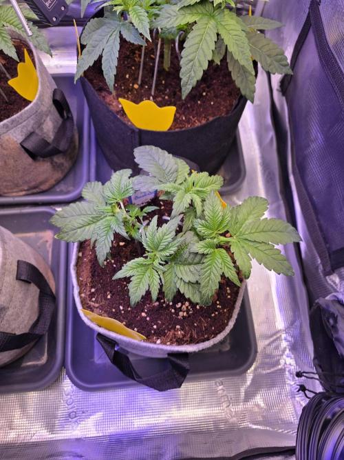 Omakase 🍣. Week 6