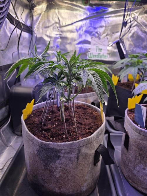 White Truffle 🍄‍. Week 6