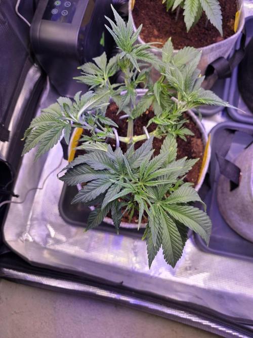 White Truffle 🍄‍. Week 6