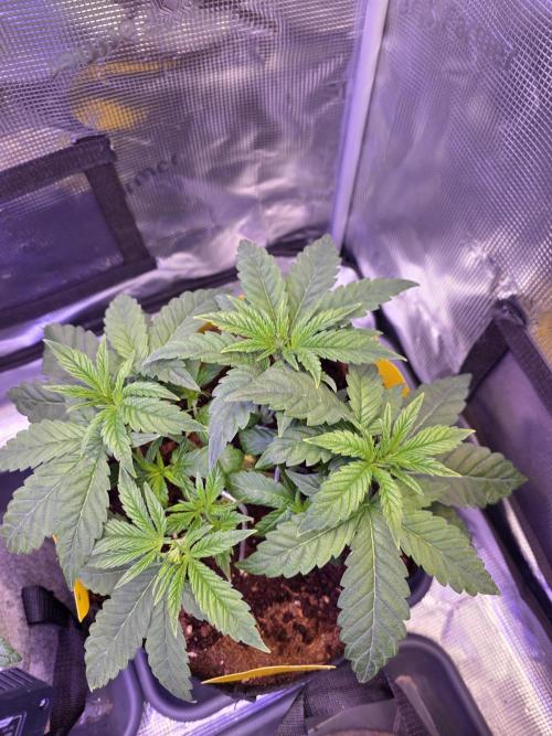 Straw Limez 🍓🍋‍. Week 6