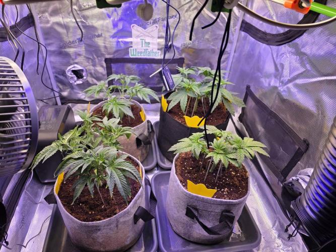 Straw Limez 🍓🍋‍. Week 6