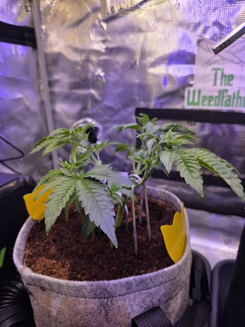 🐝🍯 Nectar Drip  #573. Week 6