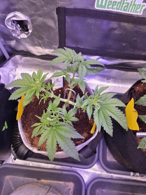 🐝🍯 Nectar Drip  #573. Week 6