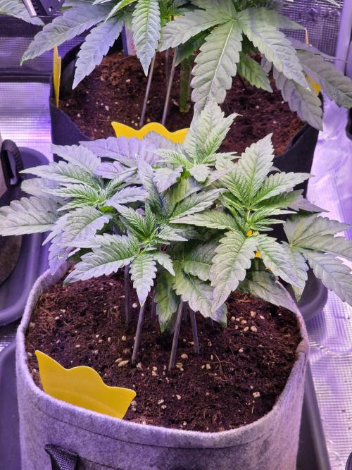 Omakase 🍣. Week 6