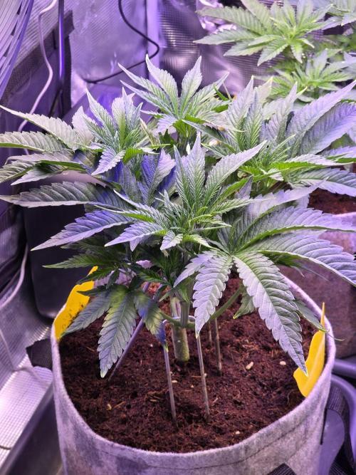 White Truffle 🍄‍. Week 6