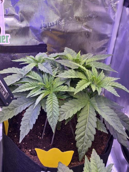 Straw Limez 🍓🍋‍. Week 6