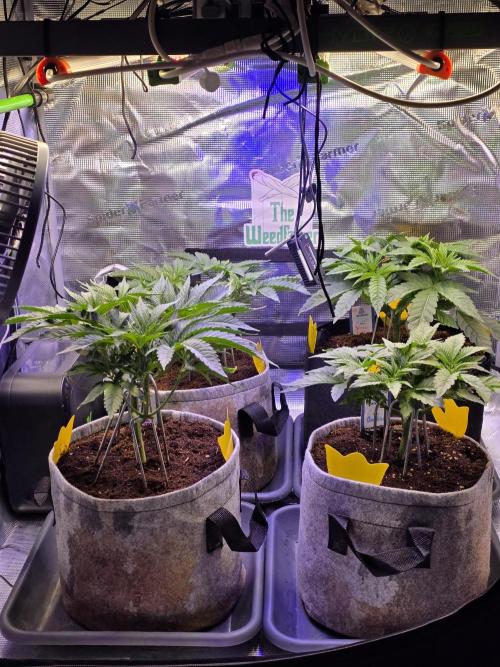 Straw Limez 🍓🍋‍. Week 6