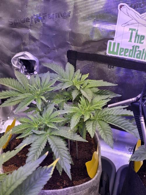 🐝🍯 Nectar Drip  #573. Week 6