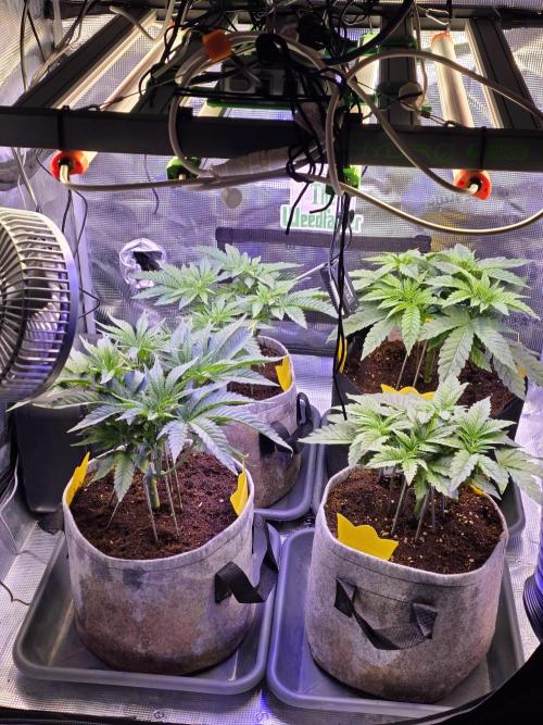 🐝🍯 Nectar Drip  #573. Week 6