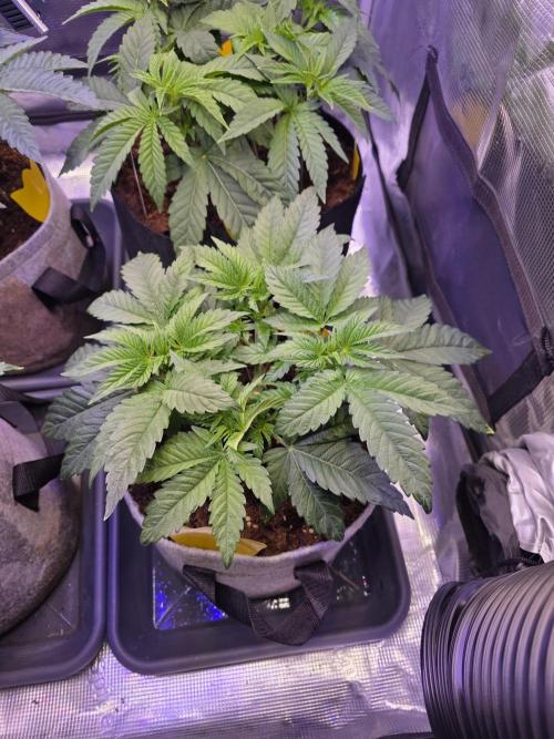 Omakase 🍣. Week 6