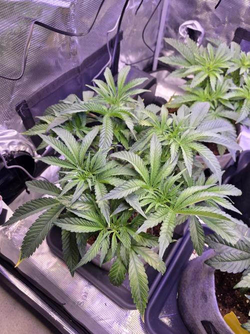 White Truffle 🍄‍. Week 6