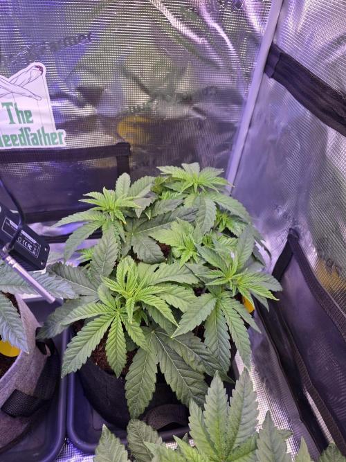 Straw Limez 🍓🍋‍. Week 6