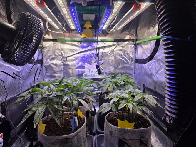 Straw Limez 🍓🍋‍. Week 6