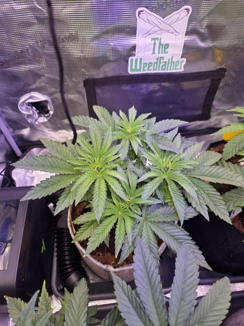 🐝🍯 Nectar Drip  #573. Week 6