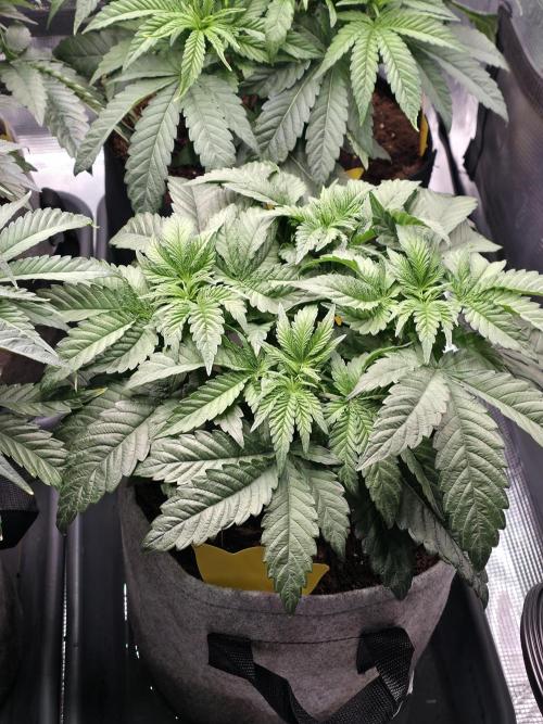 Omakase 🍣. Week 7