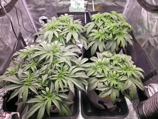 🐝🍯 Nectar Drip  #573. Week 7