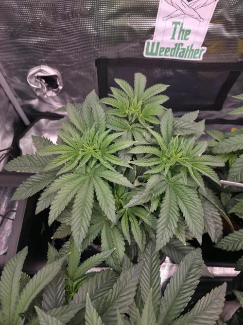 🐝🍯 Nectar Drip  #573. Week 7