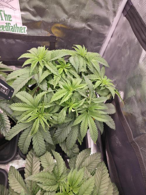 Straw Limez 🍓🍋‍. Week 7