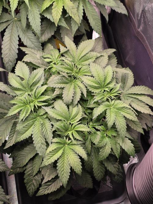 Omakase 🍣. Week 7