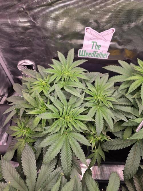 🐝🍯 Nectar Drip  #573. Week 7