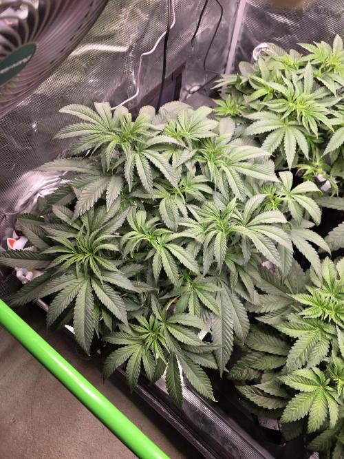 White Truffle 🍄‍. Week 7