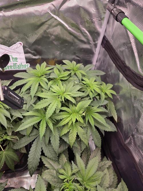 Straw Limez 🍓🍋‍. Week 7