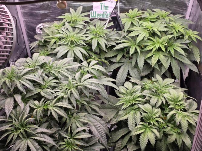 Straw Limez 🍓🍋‍. Week 7