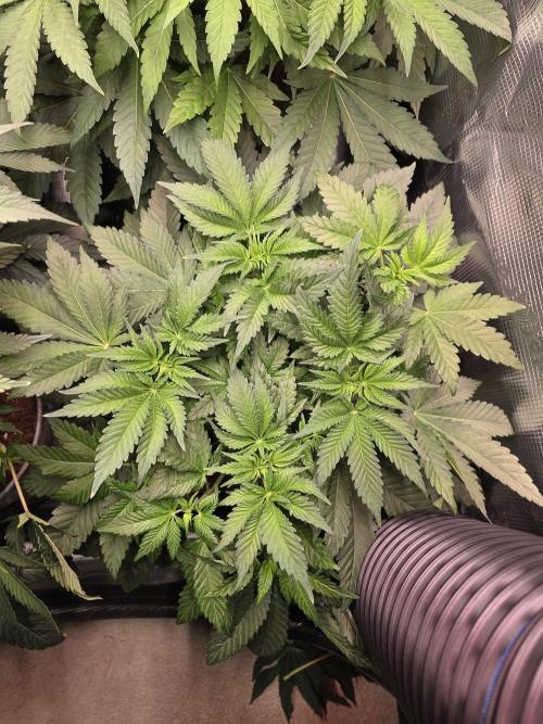 Omakase 🍣. Week 8