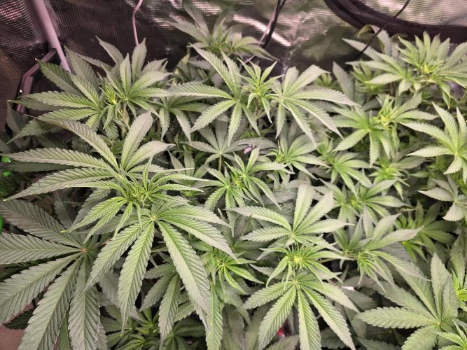 White Truffle 🍄‍. Week 8