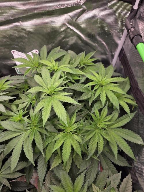 Straw Limez 🍓🍋‍. Week 8