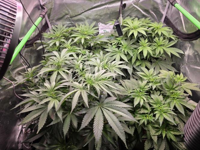 Straw Limez 🍓🍋‍. Week 8