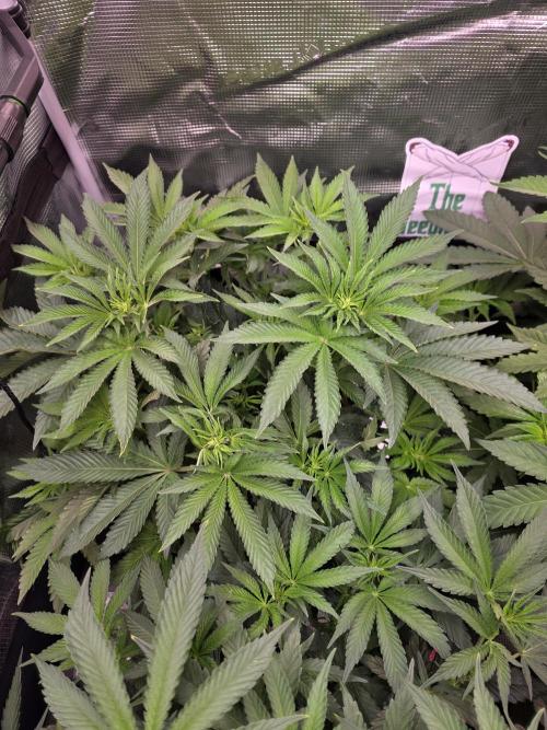 🐝🍯 Nectar Drip  #573. Week 8