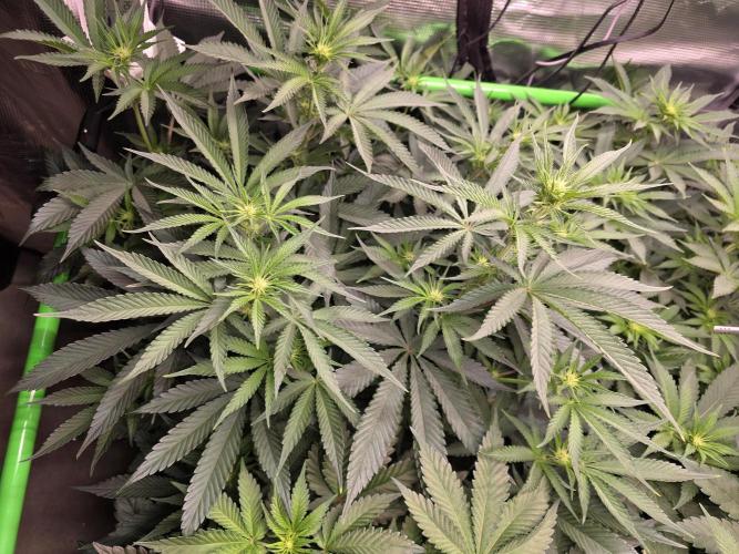 White Truffle 🍄‍. Week 9