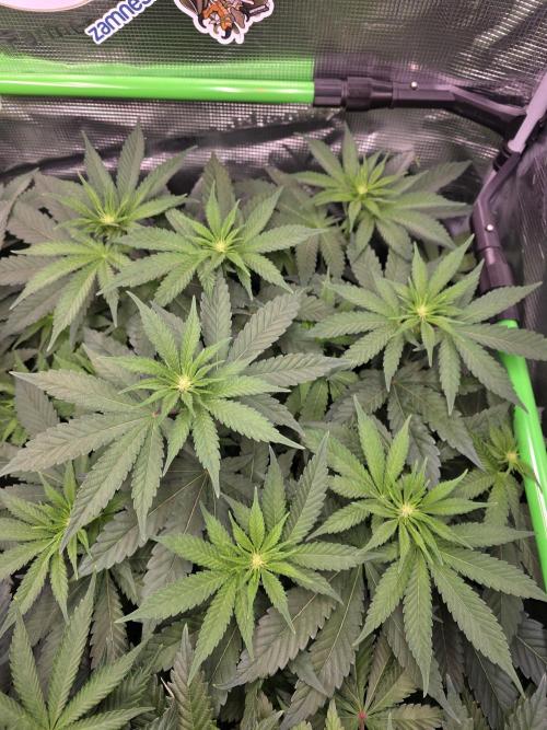 Straw Limez 🍓🍋‍. Week 9