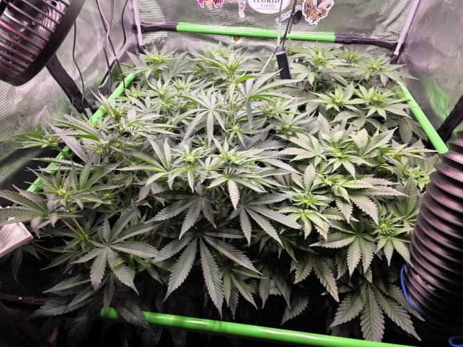 Straw Limez 🍓🍋‍. Week 9