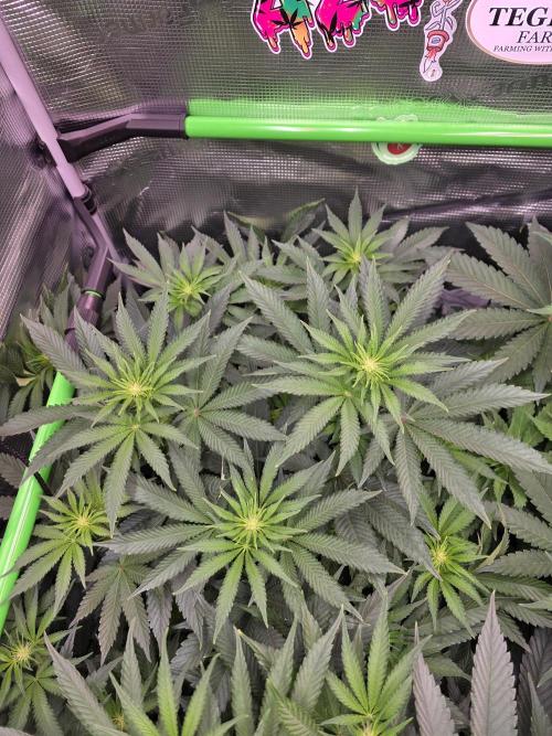 🐝🍯 Nectar Drip  #573. Week 9