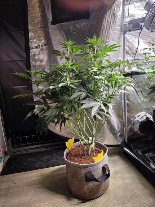 🐝🍯 Nectar Drip  #573. Week 9