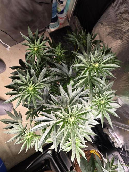 🐝🍯 Nectar Drip  #573. Week 9