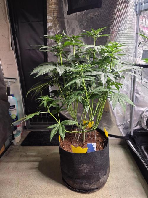 Straw Limez 🍓🍋‍. Week 9