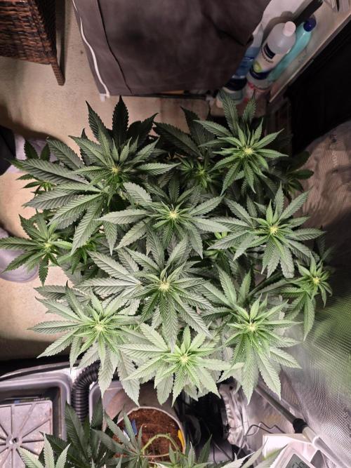 Straw Limez 🍓🍋‍. Week 9